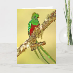 Tarjeta Varón resplandeciente del quetzal