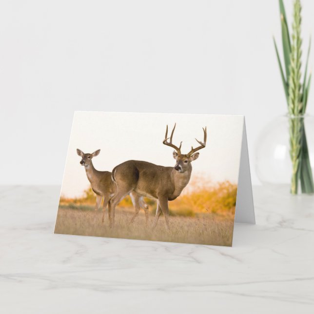 Tarjeta Venado de cola blanca | Otoño en Texas (Anverso)