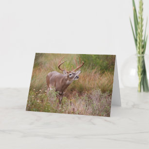 Tarjeta Venado de cola blanca Otoño en Texas