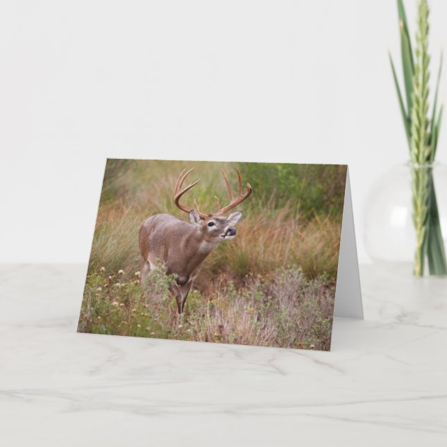 Tarjeta Venado de cola blanca Otoño en Texas (Anverso)