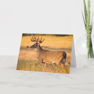 Tarjeta Venado de cola blanca   TX Sur