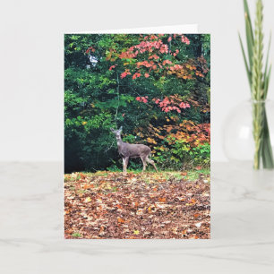 Tarjeta Venado en el bosque, Oregón