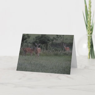 Tarjeta Venado En El Campo