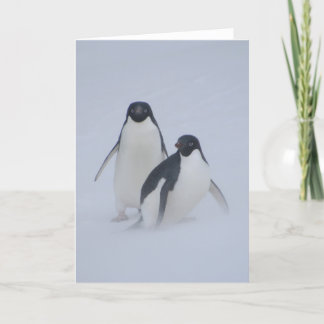 Tarjeta Ventisca del pingüino