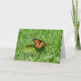 Tarjeta verano mariposa