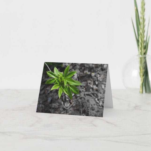 Tarjeta Verde (Anverso)