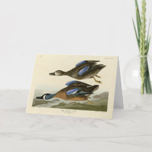Tarjeta Verde azulado de ala azul de los pájaros de Améric