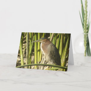 Tarjeta verde de la garza