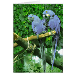 Tarjeta vertical de loros gemelos azules