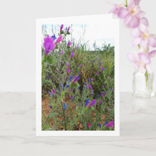 Tarjeta Víbora púrpura, Echium Plant