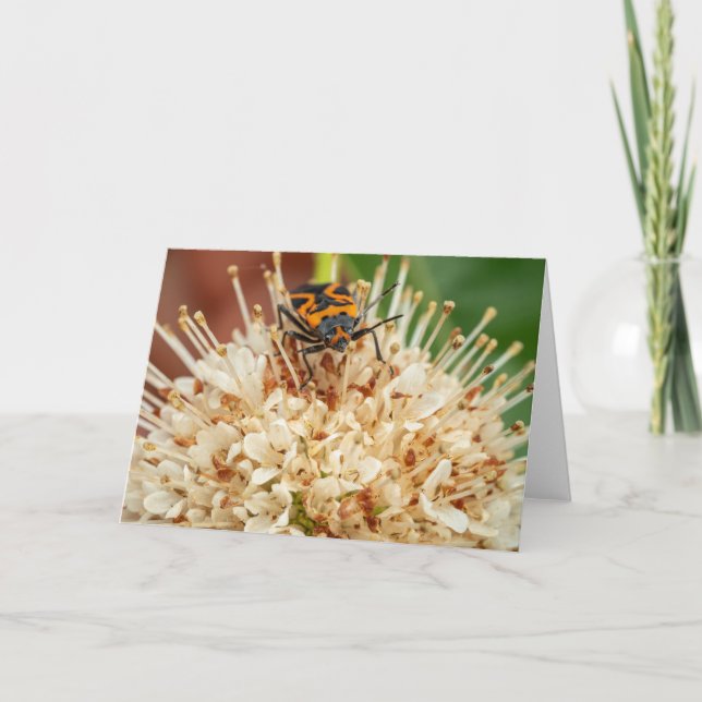 Tarjeta Vibrante escarabajo en la flor (Anverso)