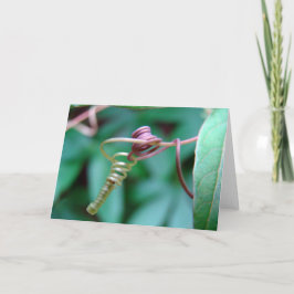 Tarjeta Vid Pasional