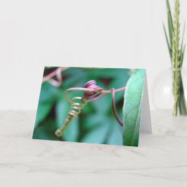 Tarjeta Vid Pasional