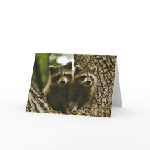 Vida silvestre - Foto de Baby Raccoons
