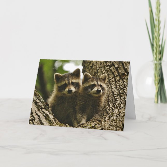 Tarjeta Vida silvestre - Foto de Baby Raccoons (Anverso)