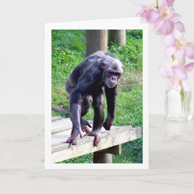 Tarjeta Viejo Chimpancé (Orquídea)