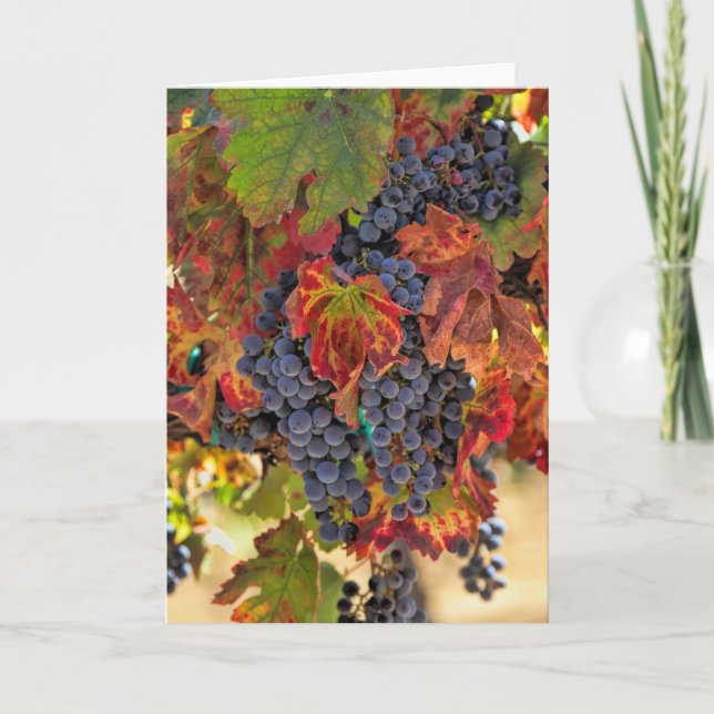 Tarjeta Vineyard Blank Wine de bonito (Anverso)