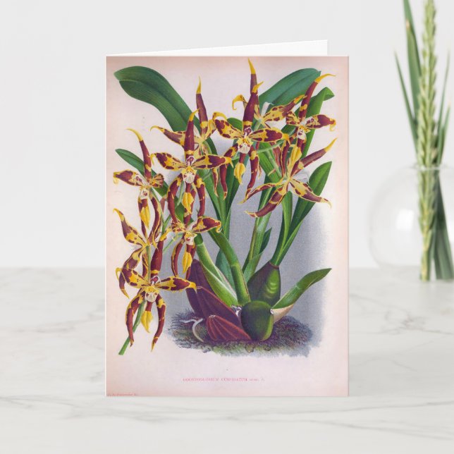 Tarjeta Vino de cosecha y orquídea amarilla Odontoglossum  (Anverso)