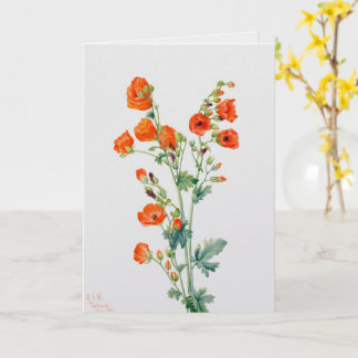 Tarjeta Vintage Desert Globemallow Botanical Illustration