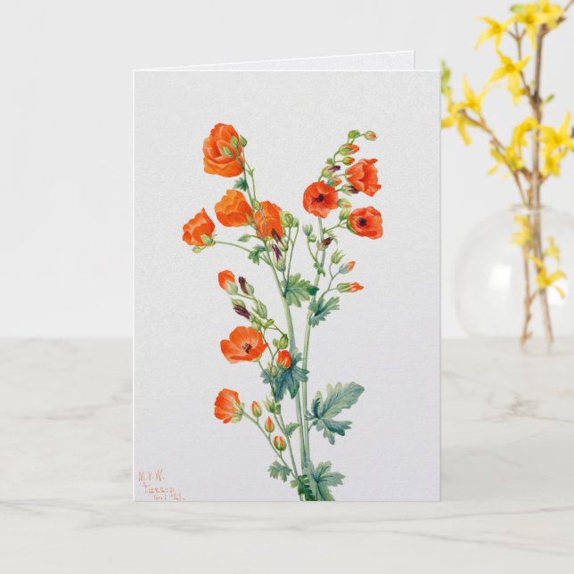 Tarjeta Vintage Desert Globemallow Botanical Illustration (flor amarilla)