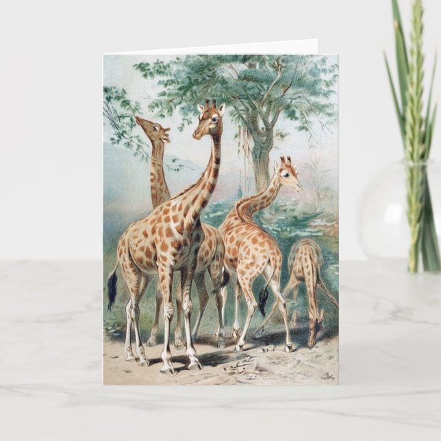 Tarjeta Vintage Four Giraffes 1900's Book Illustration (Anverso)