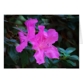 Tarjeta Violet Azaleas