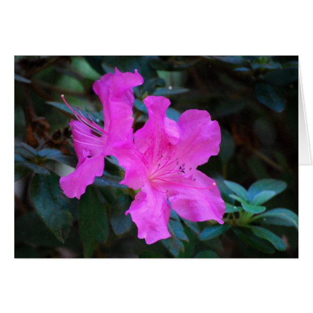 Tarjeta Violet Azaleas (Anverso (Horizontal))