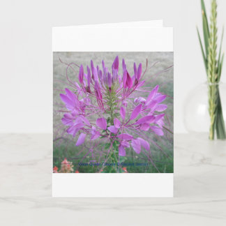 Tarjeta Violet Queen Cleome