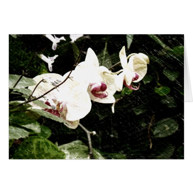 Tarjeta violeta (Anverso (Horizontal))