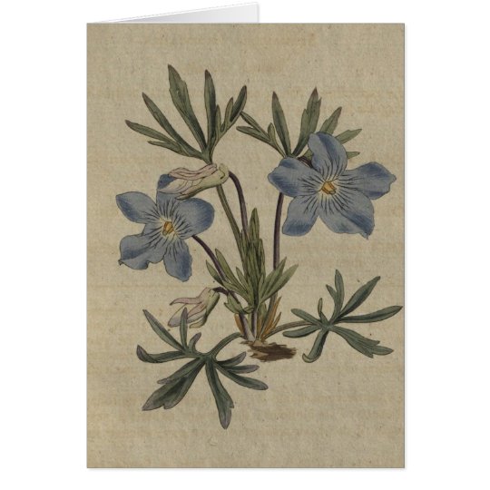 Tarjeta Violeta