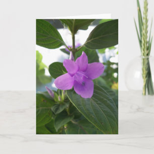 Tarjeta Violeta púrpura filipina