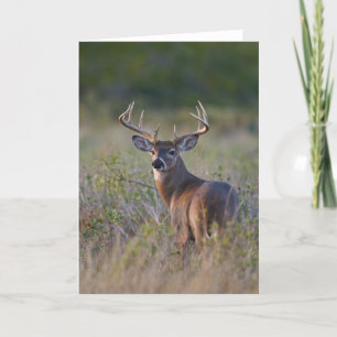 Tarjeta virginianus blanco-atado) del Odocoileus de los