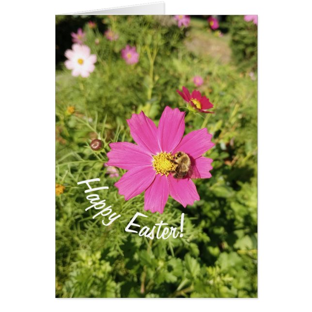 Tarjeta Vivid Pink Cosmos Flower Easter (Frente)