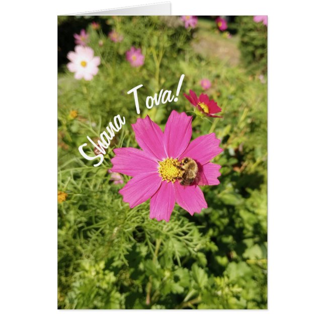 Tarjeta Vivid Pink Cosmos Flower Rosh Hashanah (Frente)