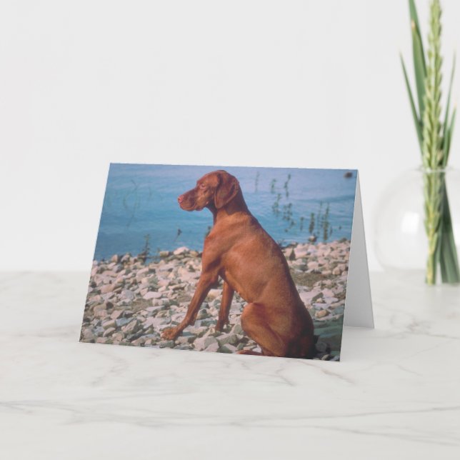 Tarjeta Vizsla (Anverso)