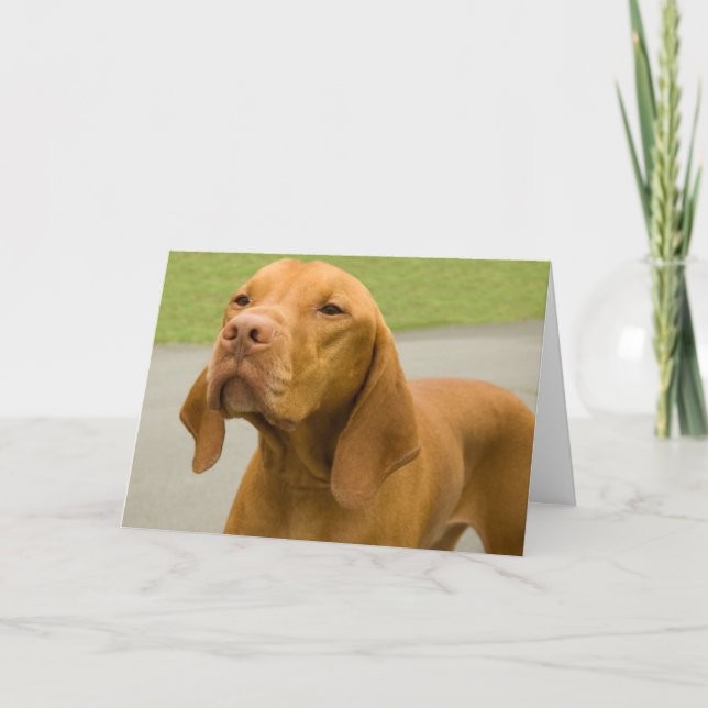 Tarjeta Vizsla de fotografía de perro divertida (Anverso)