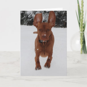 Tarjeta ¿Vizsla - mis oídos parecen grandes?