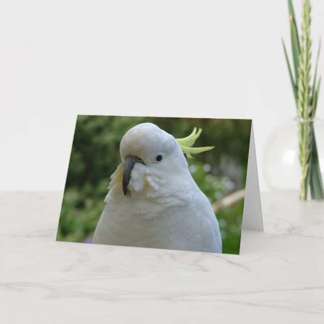 Tarjeta ¡Vuelta del muncher de la almendra! (Anverso)