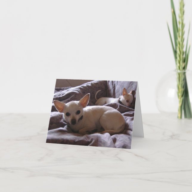 Tarjeta Wake Up Chihuahua Note Card (Anverso)