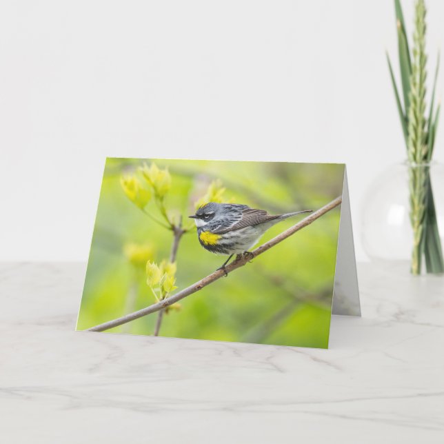 Tarjeta Warbler (Anverso)