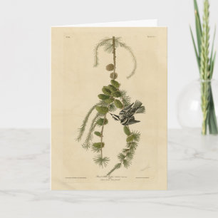 Tarjeta Warbler blanco y negro - Los pájaros de América de