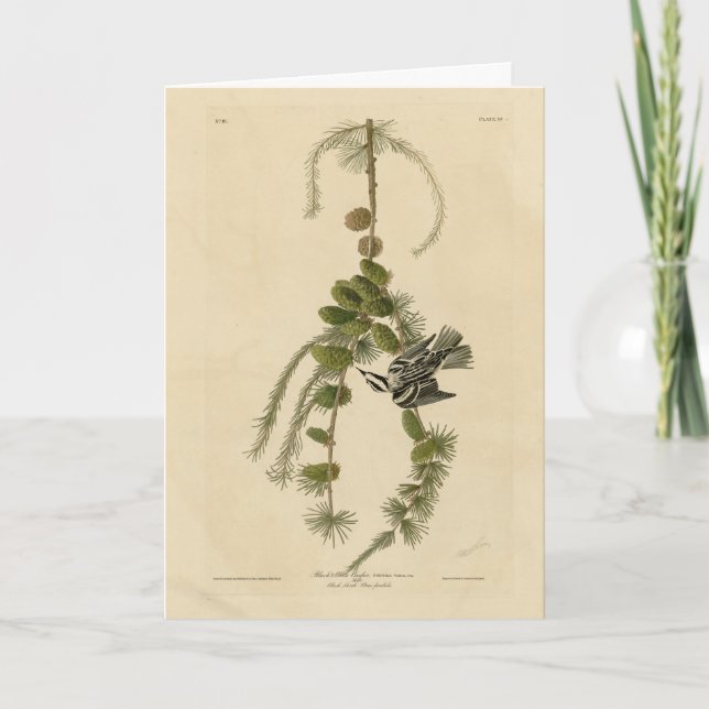 Tarjeta Warbler blanco y negro - Los pájaros de América de (Anverso)