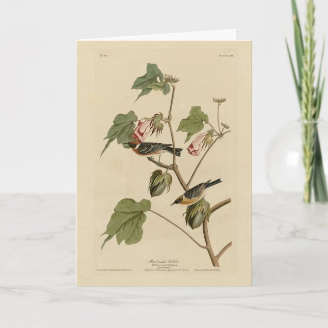 Tarjeta Warbler con pecho en la bahía - Aves de América de (Anverso)