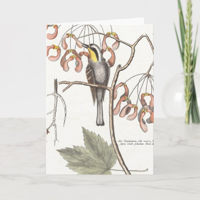 Tarjeta Warbler con trompa amarilla / Seligmann - Catesby (Anverso)