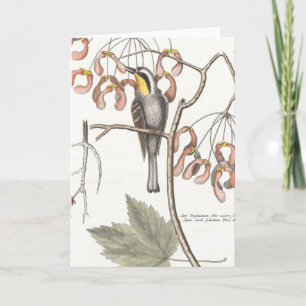 Tarjeta Warbler con trompa amarilla / Seligmann - Catesby