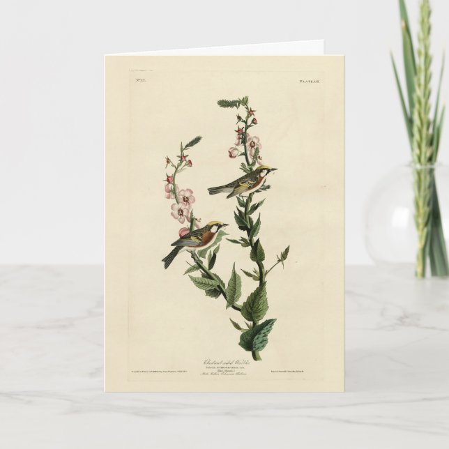 Tarjeta Warbler de castaño, pájaros de América de Audubon (Anverso)