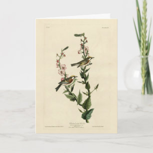 Tarjeta Warbler de castaño, pájaros de América de Audubon