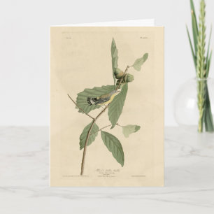 Tarjeta Warbler negro y amarillo, los pájaros de América d