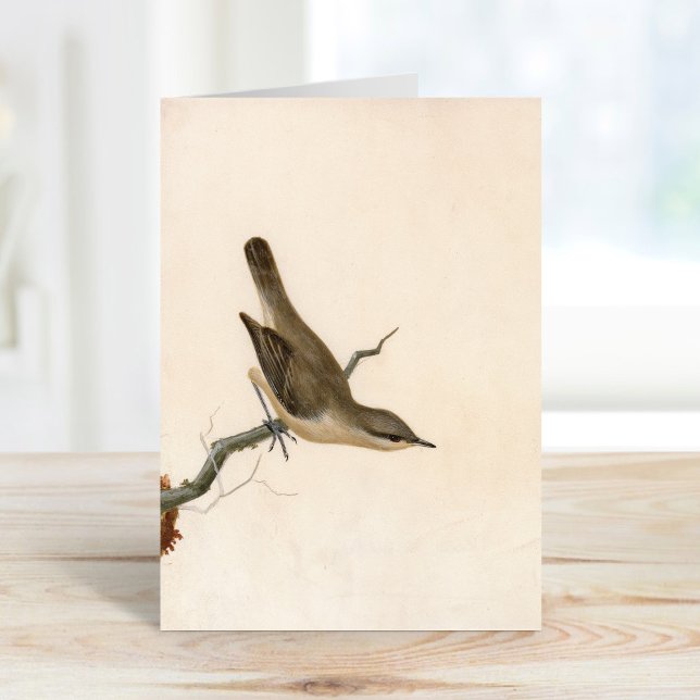 Tarjeta Warbler Reed Wren | William Lewin (Subido por el creador)