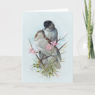 Tarjeta Warblers Black Cap